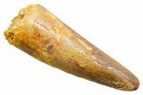 Fossil Spinosaurus Tooth - Real Dinosaur Tooth #364212-1